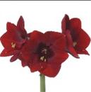 Vollsortiment - Amaryllis (ga) ROYAL VELVET